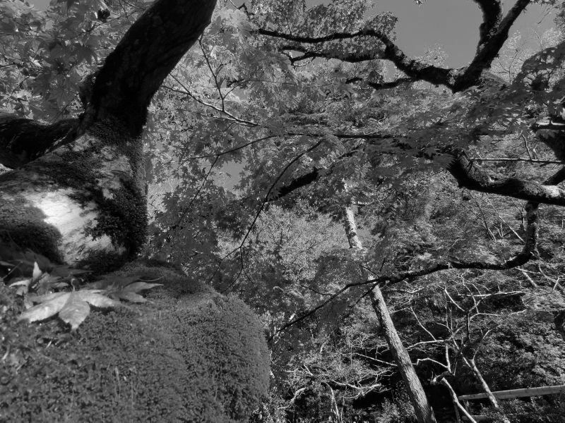 arbre nature noir et blanc - psychanalyse psychotherapie angers