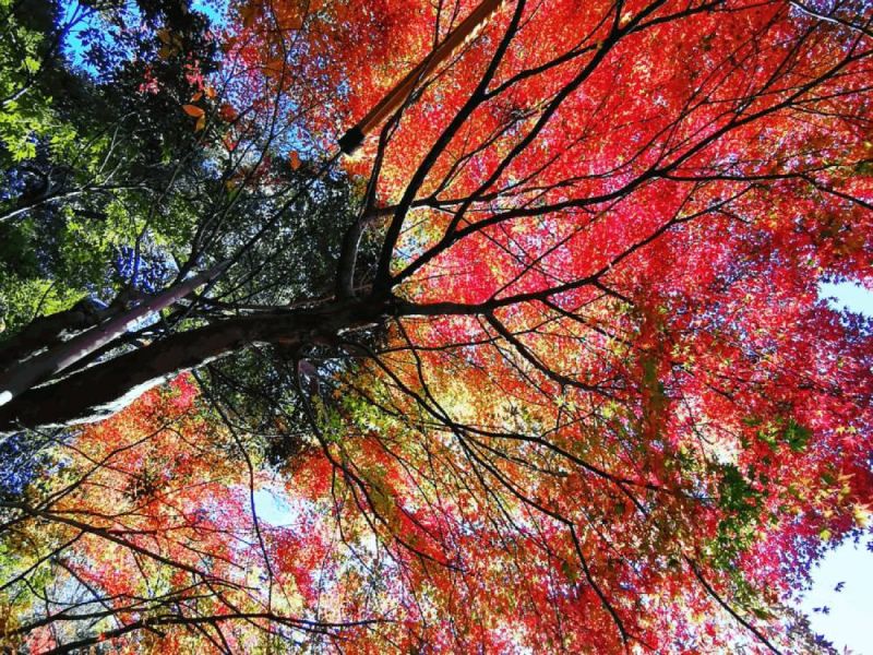 arbre couleur - psychodrame analytique angers