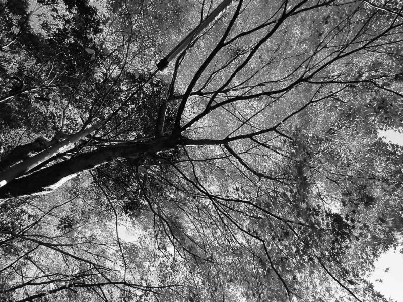 arbre noir et blanc - psychanalyse psychanalytique angers