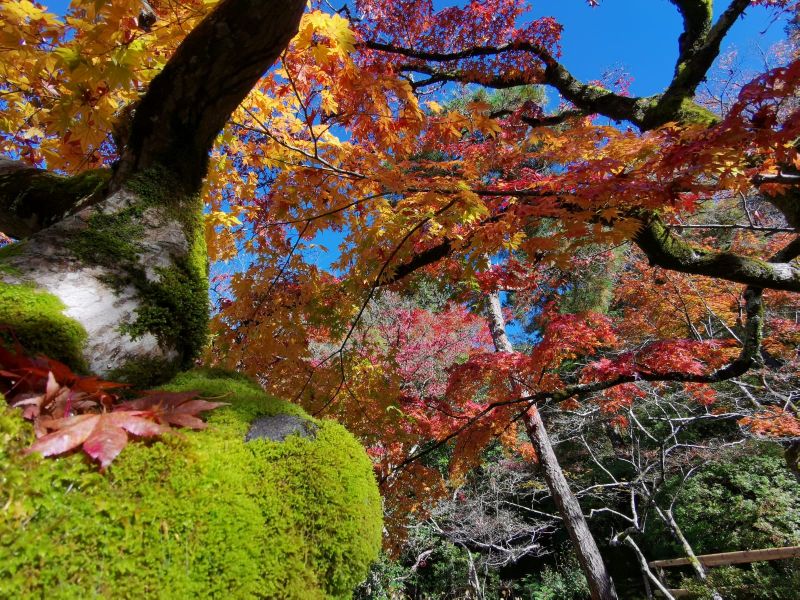 paysage couleur - therapie psychanalytique angers