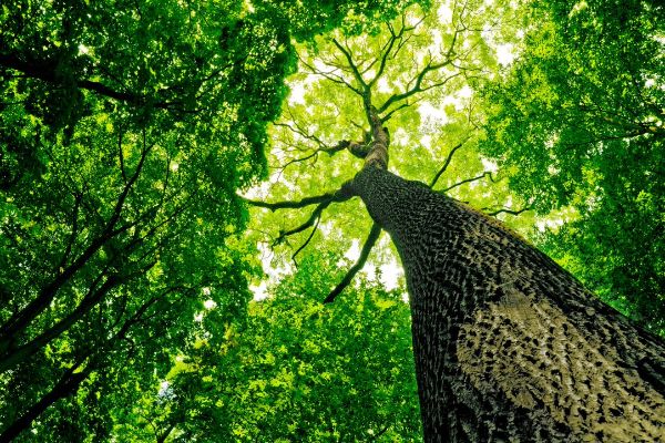 Arbre - yoga meditation les-ponts-de-ge