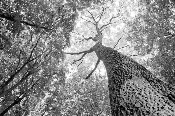 Arbre off - yoga meditation les-ponts-de-ge