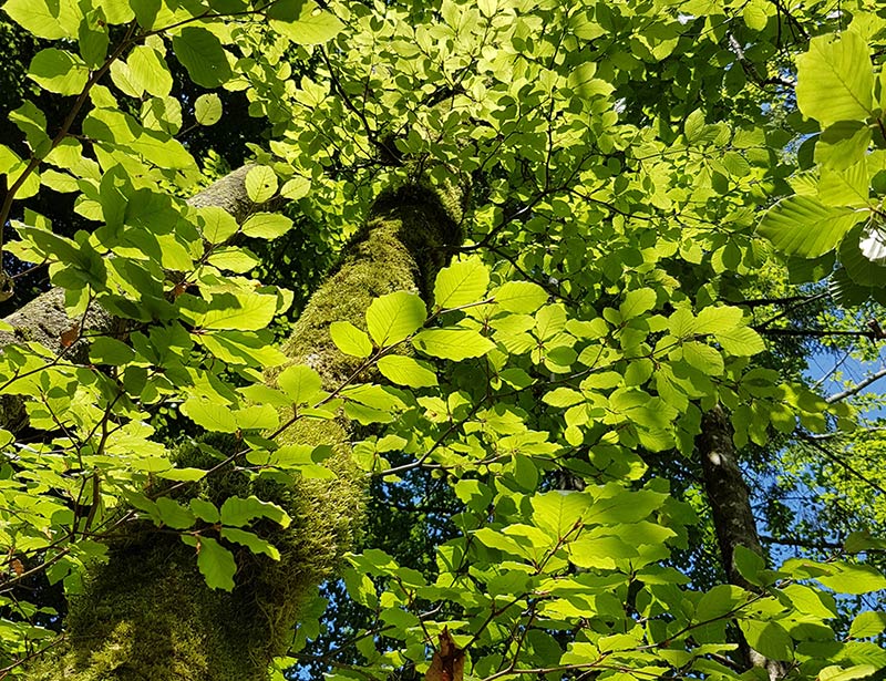 Foret - psychothérapeute angers