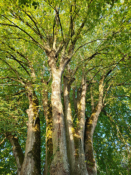 Arbre Fontevraud