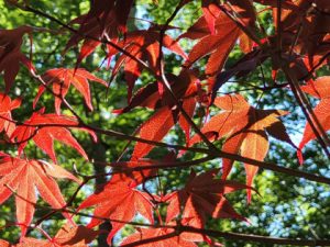 Feuilles rouges