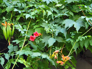 Fleurs de jardin