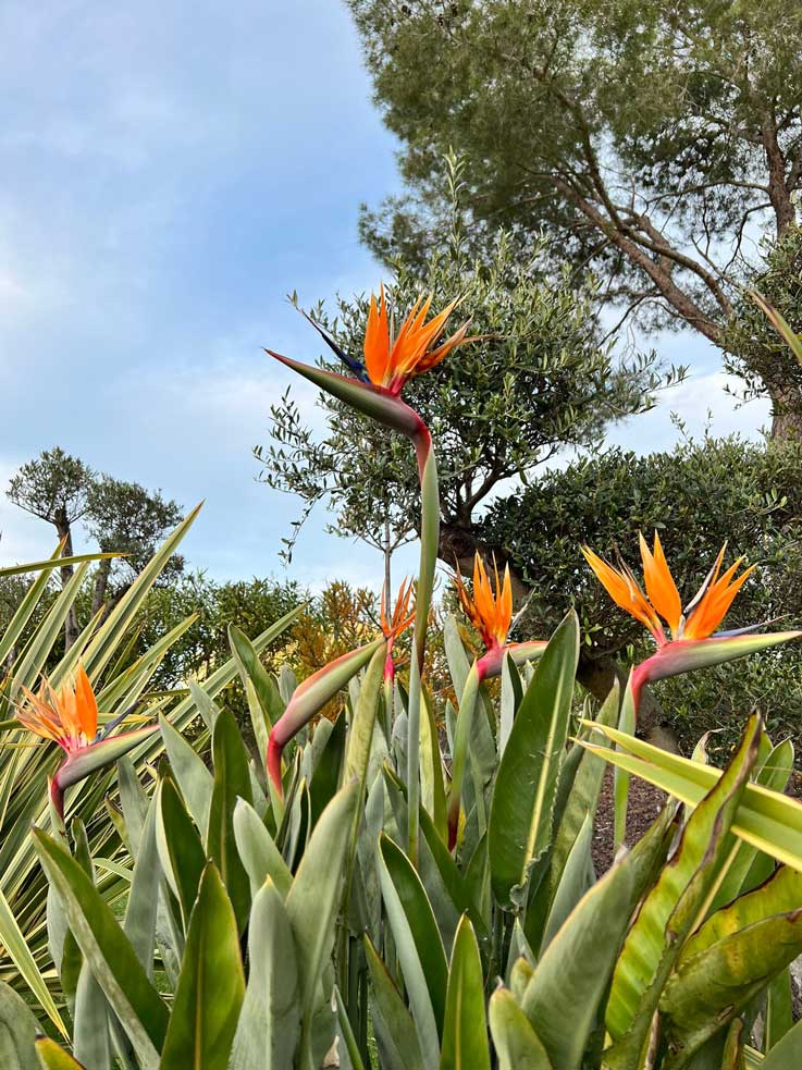 Fleurs oiseaux du Paradis