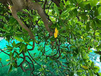 Jardin botanique italien