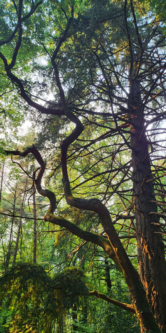 PLan sur un grand arbre dans une forêt