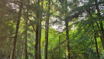 Photo au coeur de la foret